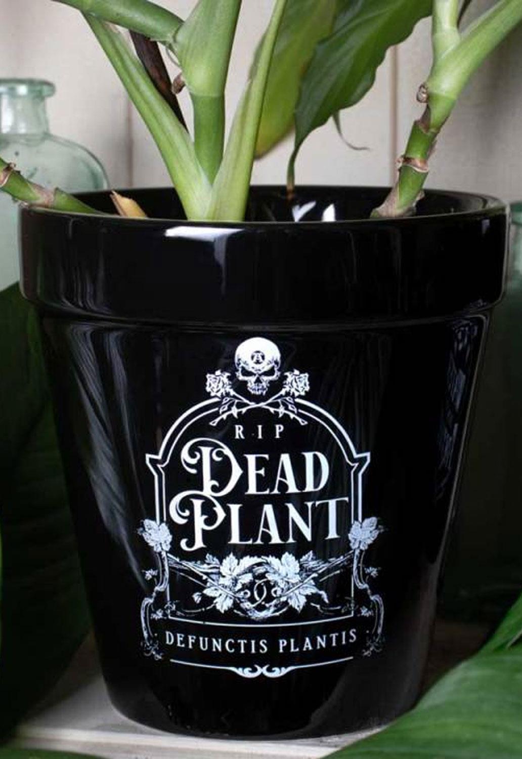Dead Plant Plant Pot